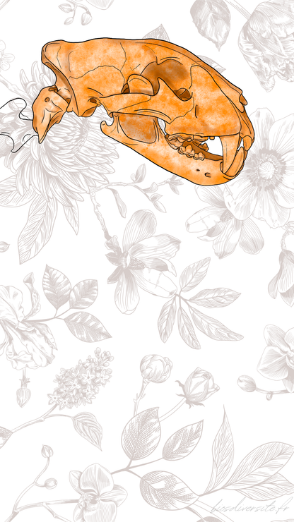 Fond d'écran Bi'Os'Diversité - téléphone