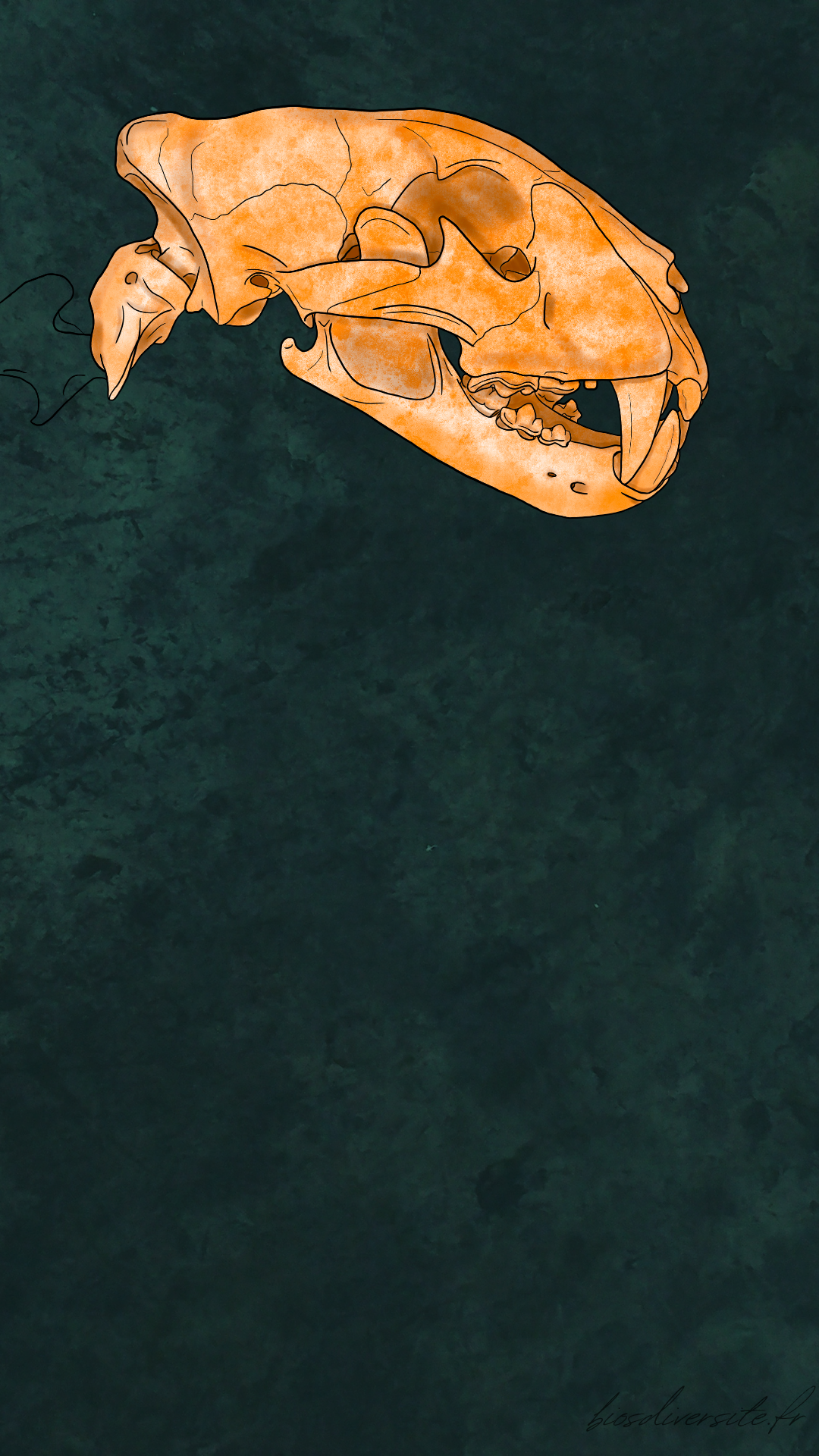 Fond d'écran Bi'Os'Diversité - téléphone