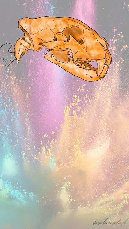 Fond d'écran Bi'Os'Diversité - téléphone