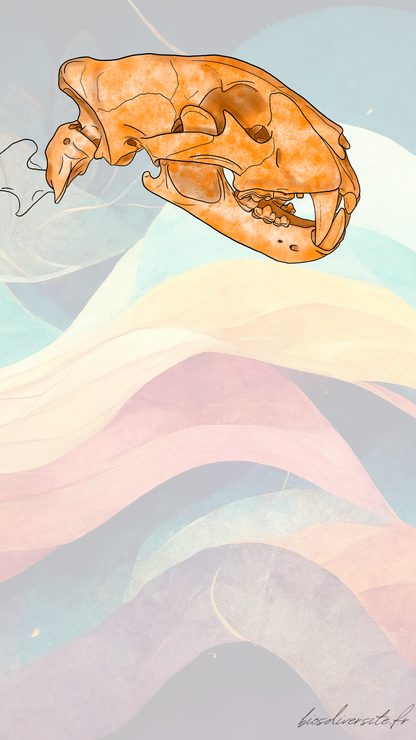 Fond d'écran Bi'Os'Diversité - téléphone