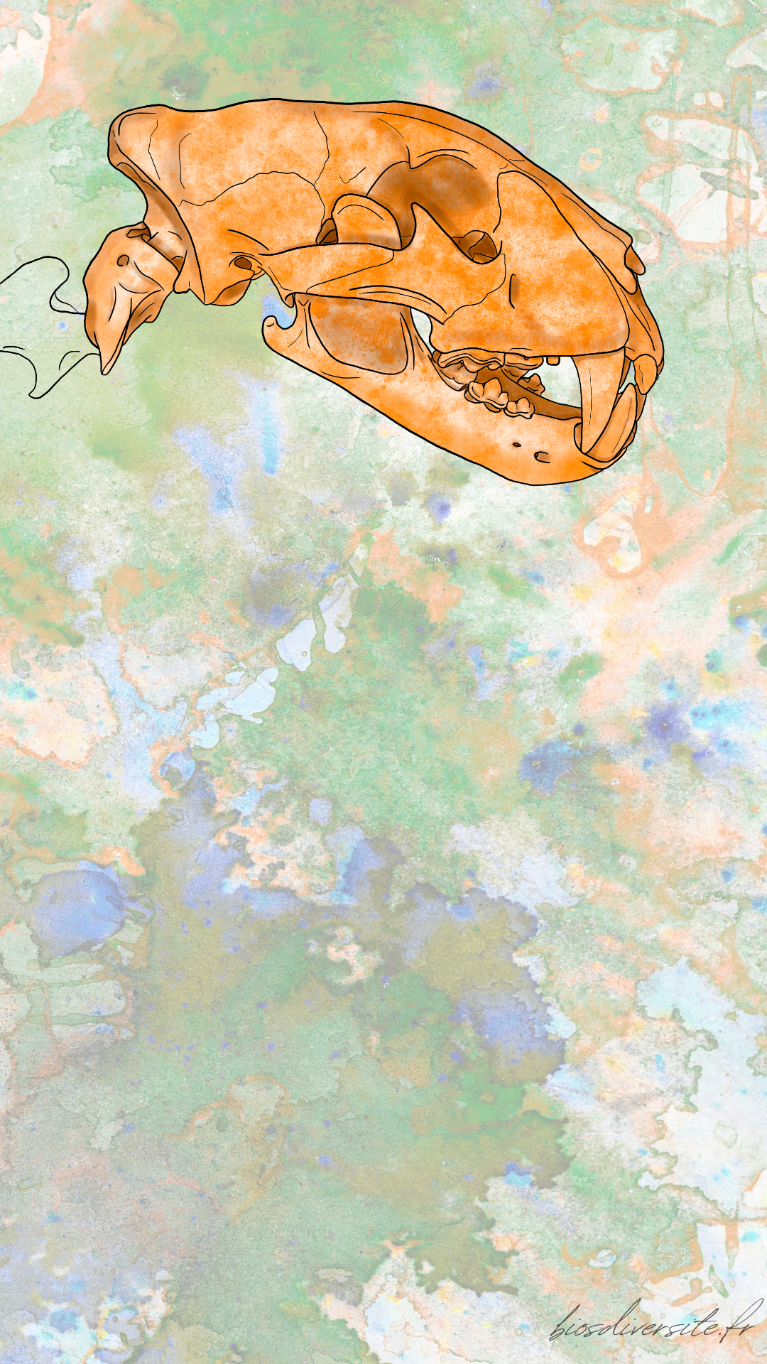 Fond d'écran Bi'Os'Diversité - téléphone