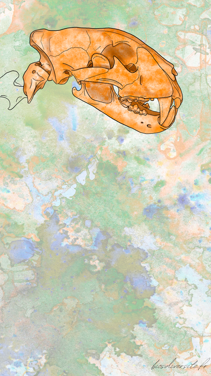 Fond d'écran Bi'Os'Diversité - téléphone