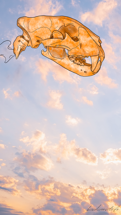 Fond d'écran Bi'Os'Diversité - téléphone