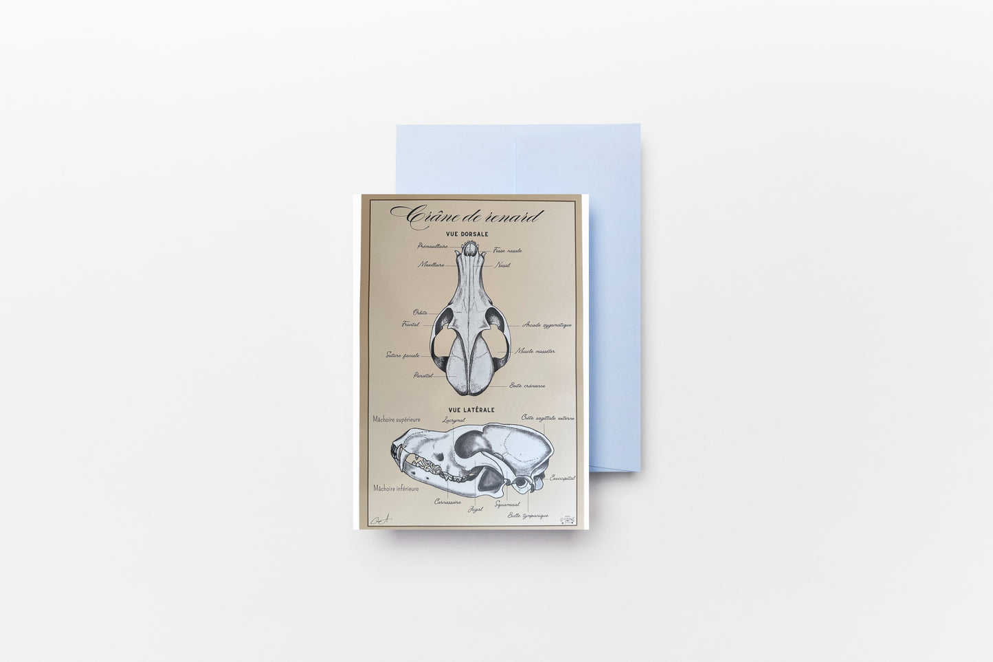 Carte Postale (Recto) - Crâne de Renard Roux