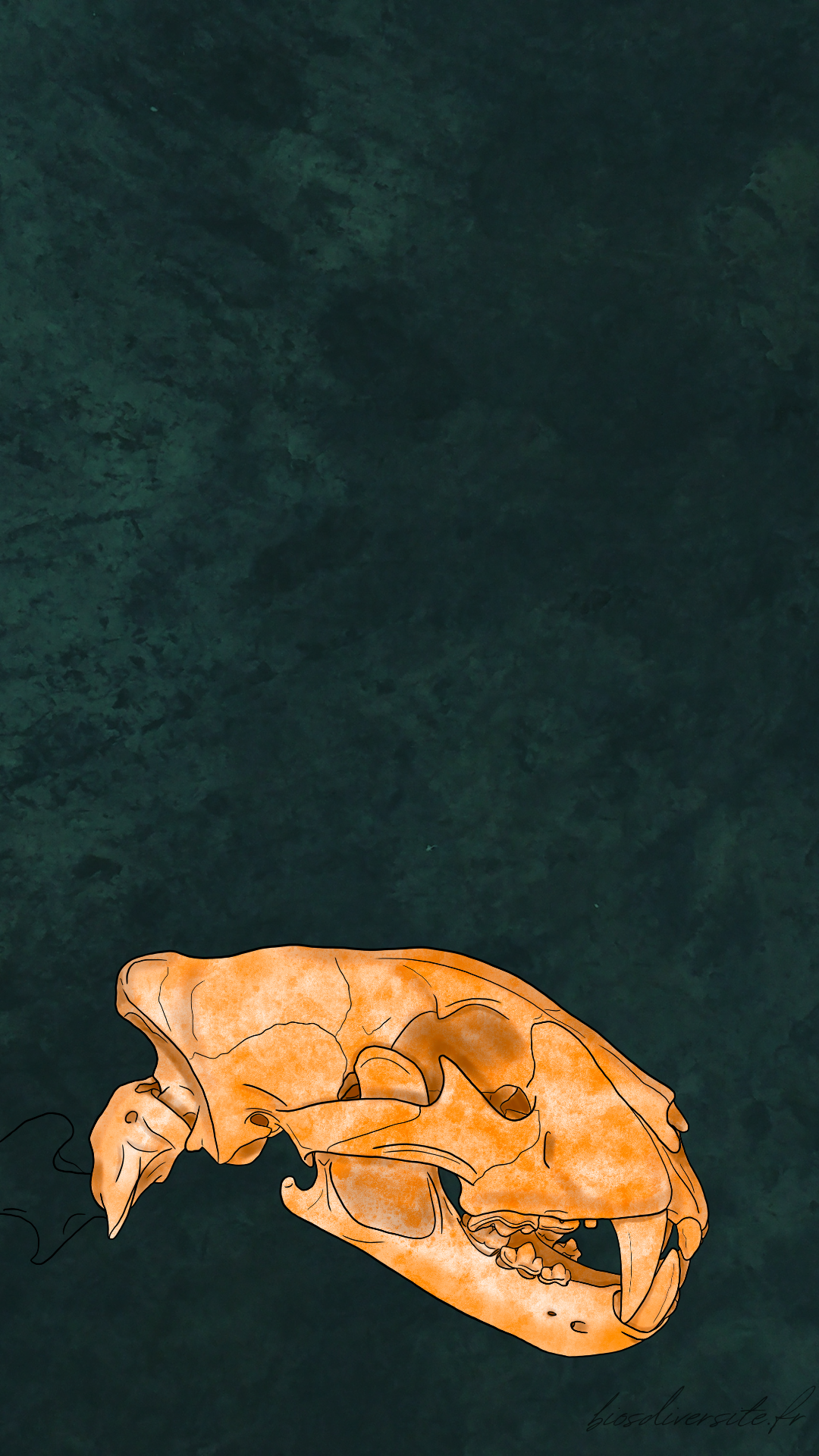 Fond d'écran Bi'Os'Diversité - téléphone