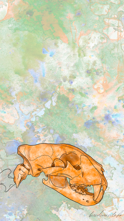 Fond d'écran Bi'Os'Diversité - téléphone