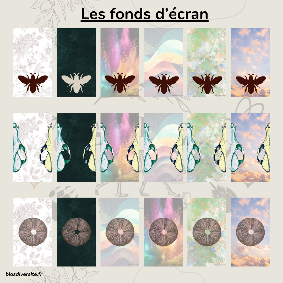 Fond d'écran Bi'Os'Diversité - téléphone