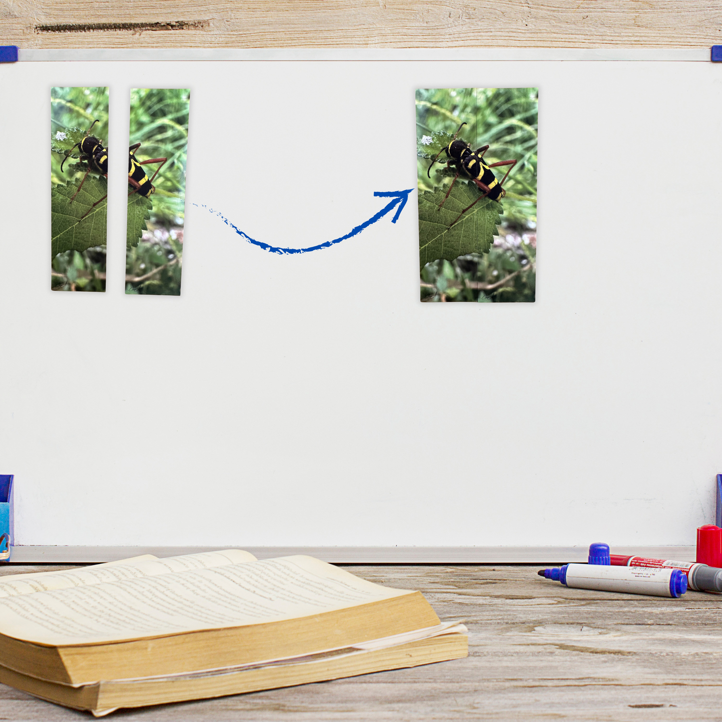 Magnets Cabine duo - Insecte