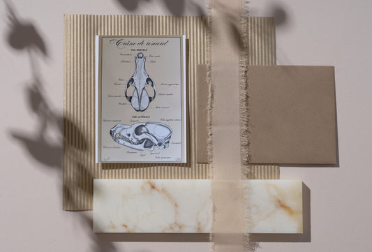 Carte Postale (Recto) - Crâne de Renard Roux