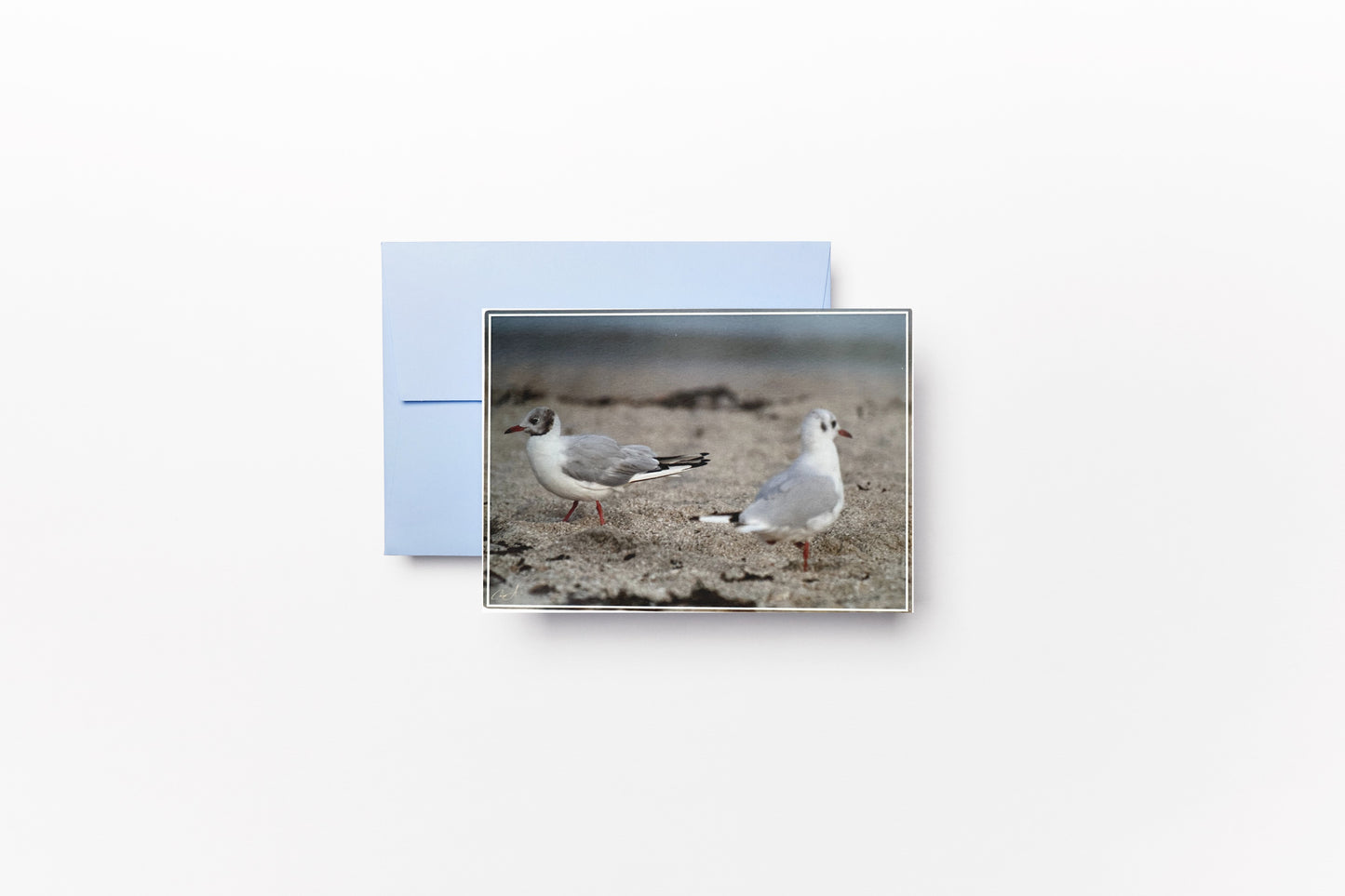 Carte Postale - Mouettes