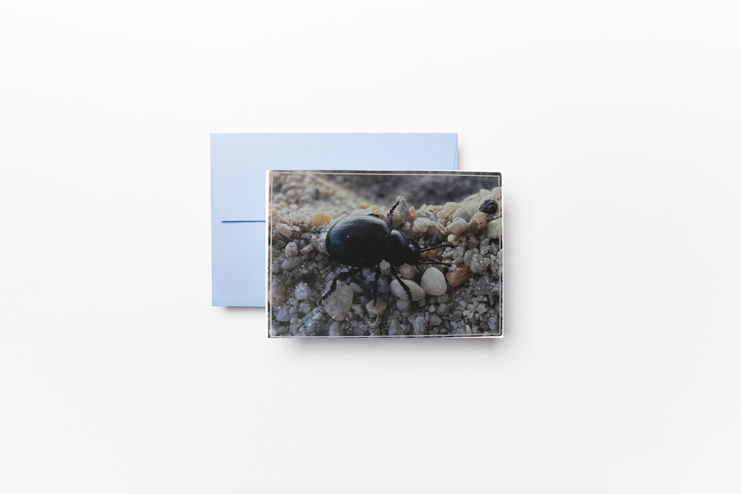 Carte Postale - Insecte