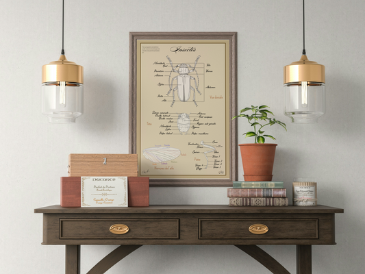 Poster anatomique & pédagogique – Les Insectes