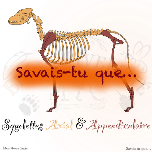 Fiche éducative - Squelettes axial & appendiculaire - Gratuit !