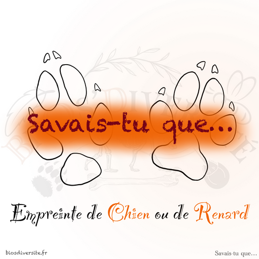 Fiche éducative - Empreintes de chien ou de renard - Gratuit