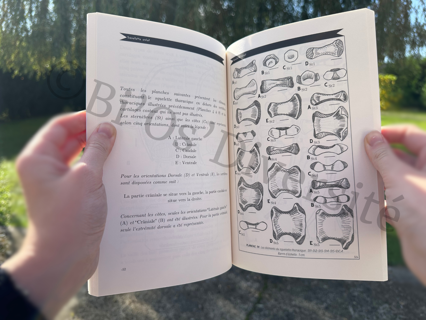 Atlas Ostéologique - Chevreuil européen