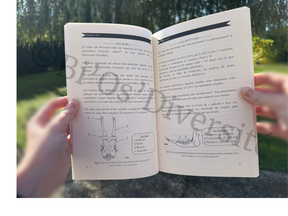 Atlas Ostéologique - Chevreuil européen