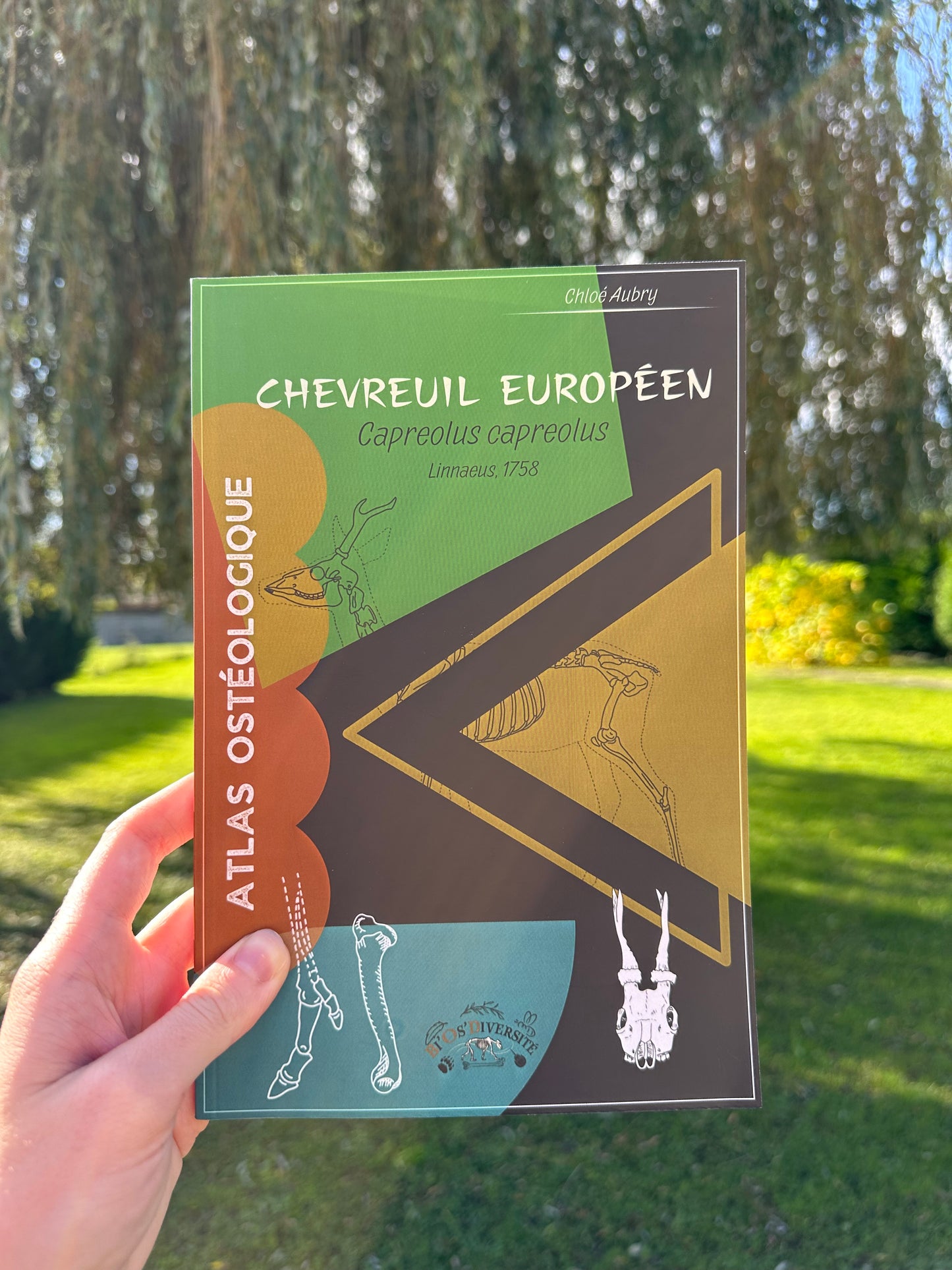 Atlas Ostéologique - Chevreuil européen