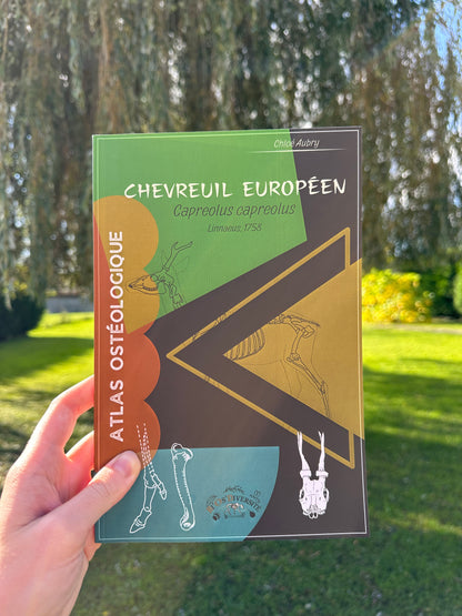 Atlas Ostéologique - Chevreuil européen