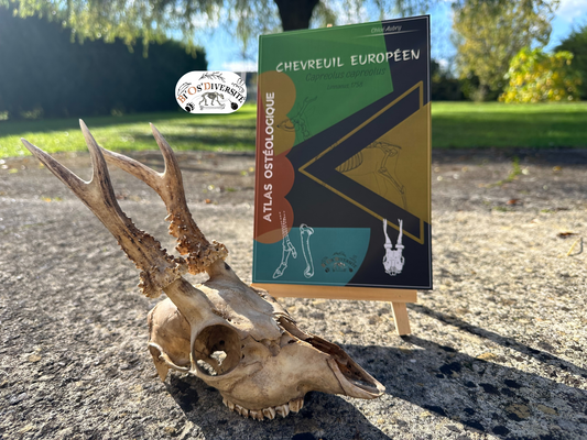 Atlas Ostéologique - Chevreuil européen