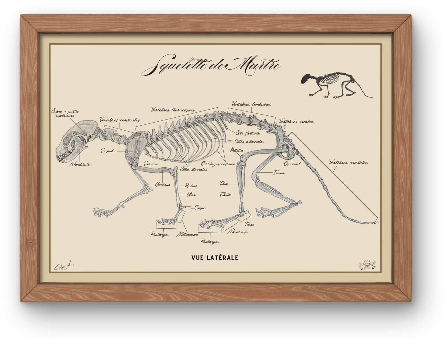 Poster anatomique – Squelette de Martre des pins