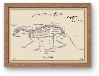 Poster anatomique – Squelette de Martre des pins