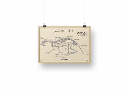 Poster anatomique – Squelette de Martre des pins