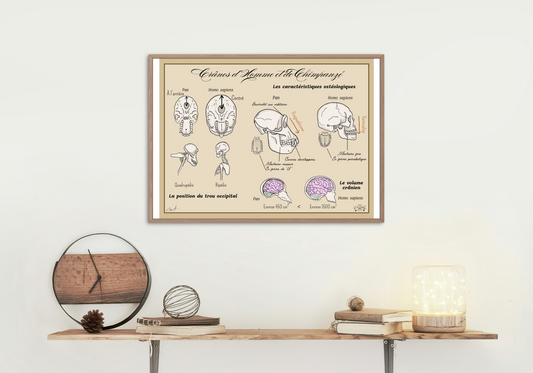 Poster Lignée humaine – Crânes Homme vs Chimpanzé
