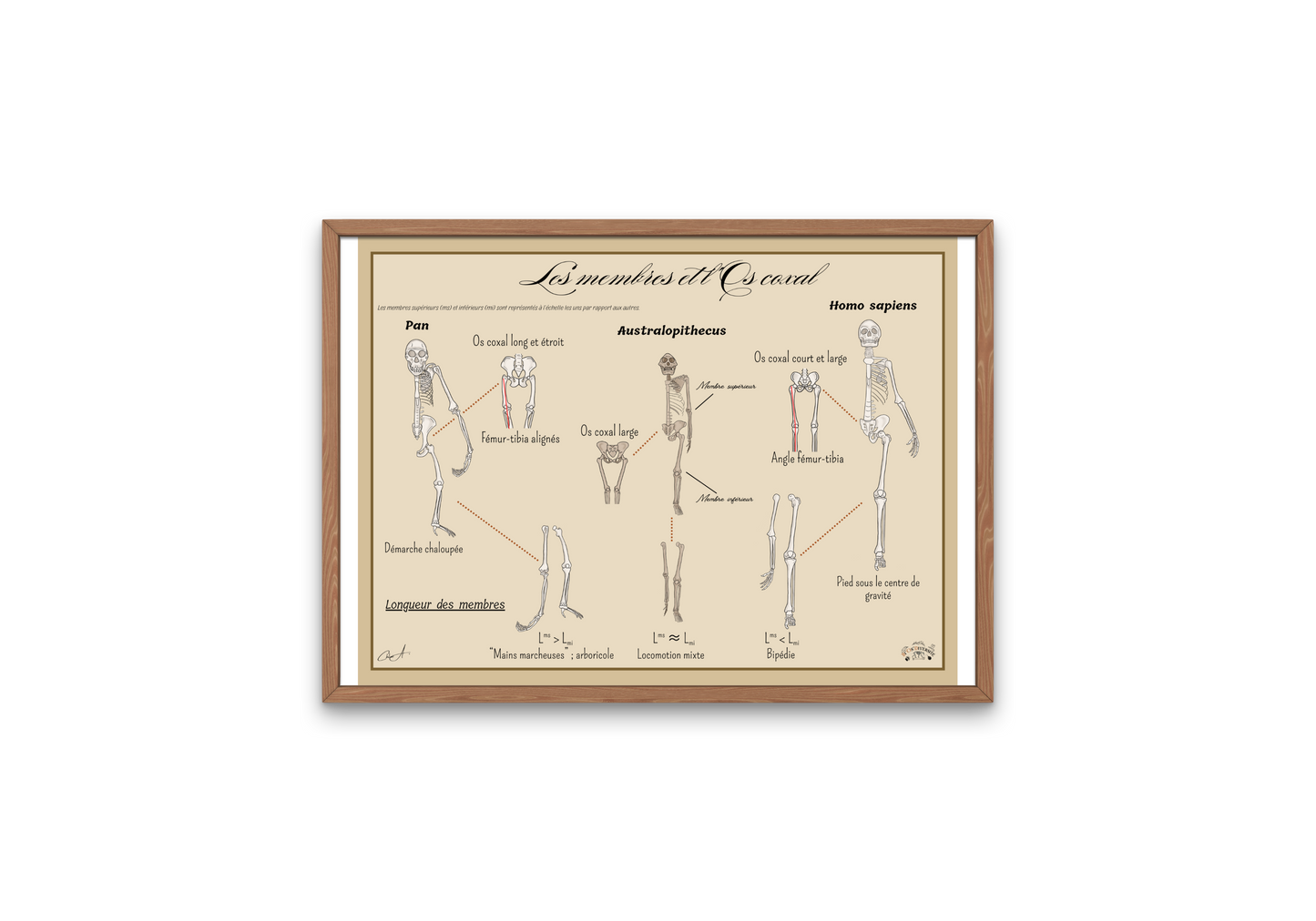 Poster Lignée humaine – Membres et Os coxal (Homme - Chimpanzé - Australopithèque)
