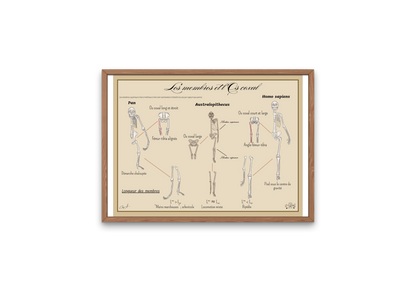 Poster Lignée humaine – Membres et Os coxal (Homme - Chimpanzé - Australopithèque)