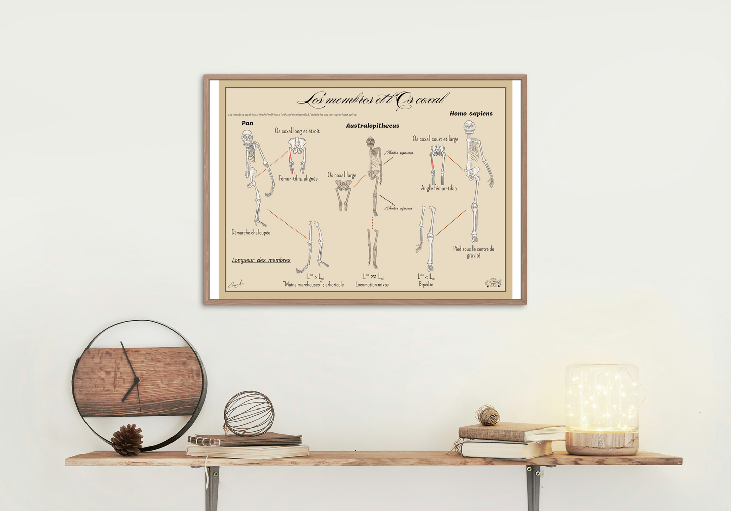 Poster Lignée humaine – Membres et Os coxal (Homme - Chimpanzé - Australopithèque)