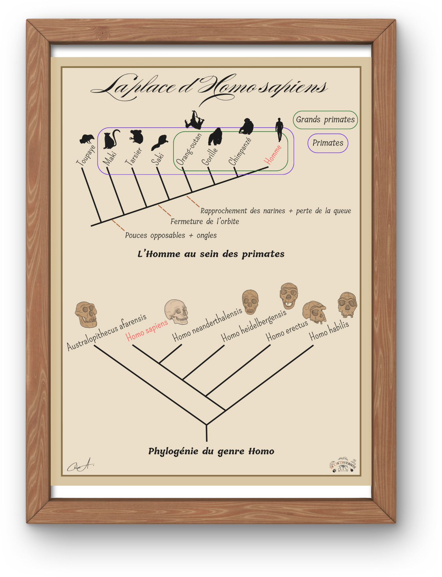 Poster Lignée humaine – La place d'Homo sapiens