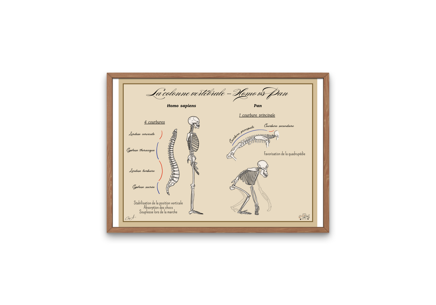 Poster Lignée humaine – Colonne vertébrale Homme vs Chimpanzé