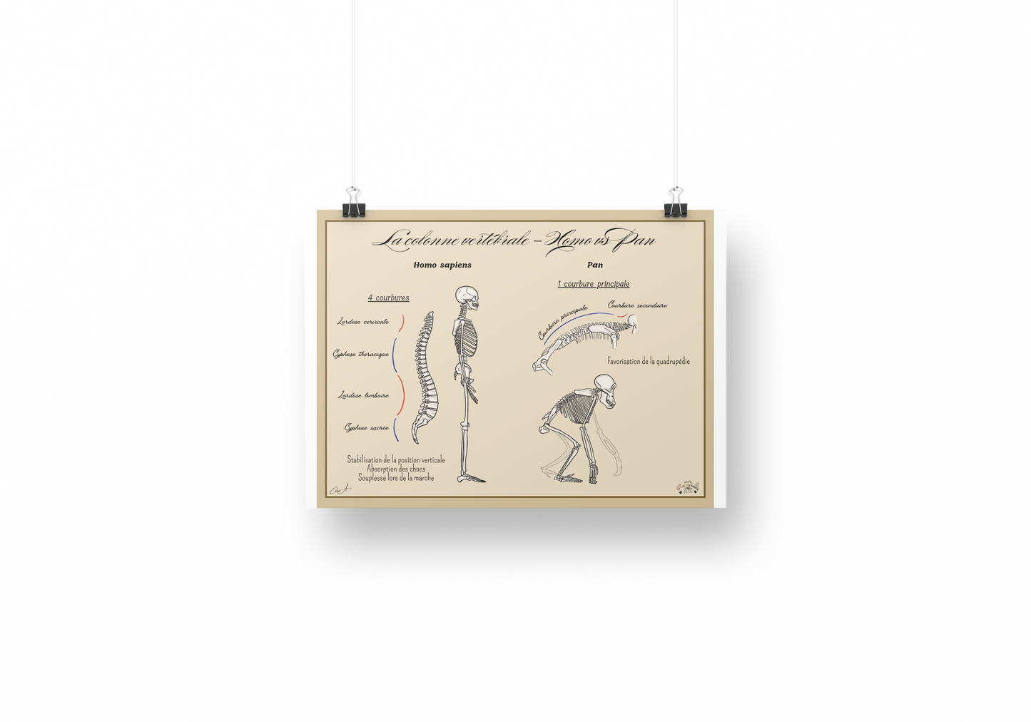 Poster Lignée humaine – Colonne vertébrale Homme vs Chimpanzé