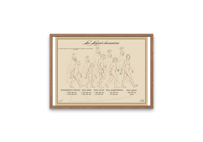 Poster Lignée humaine – Crânes ; Cerveaux et Corps