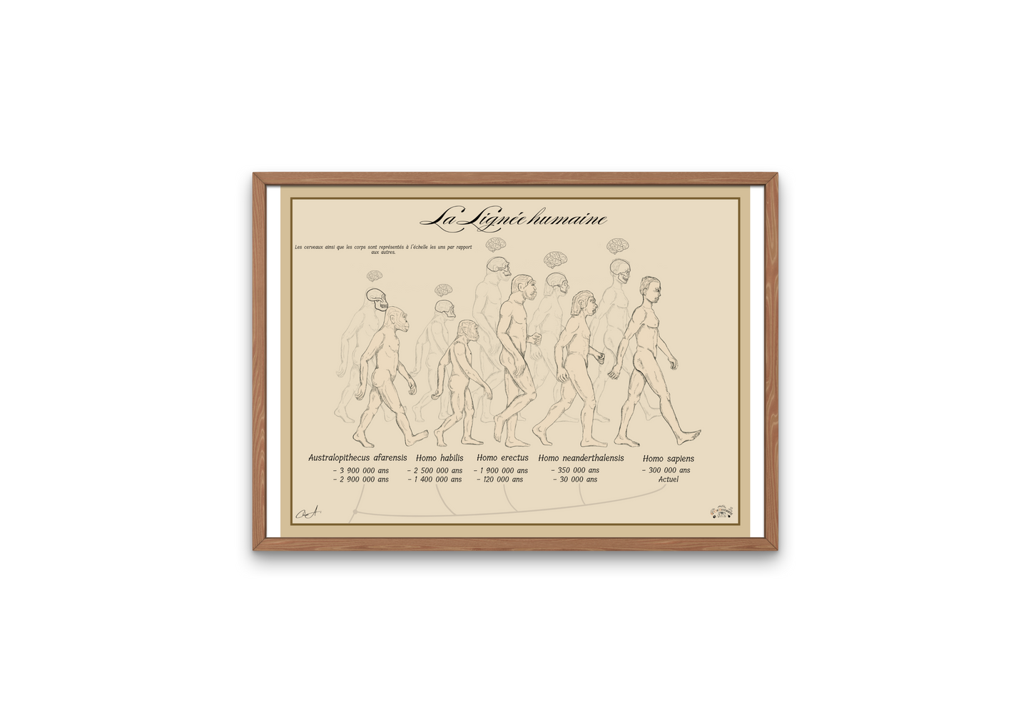 Poster Lignée humaine – Crânes ; Cerveaux et Corps