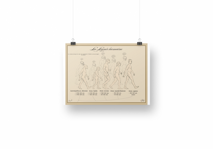 Poster Lignée humaine – Crânes ; Cerveaux et Corps