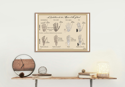 Poster Lignée humaine – Évolution de la Main et du Pied
