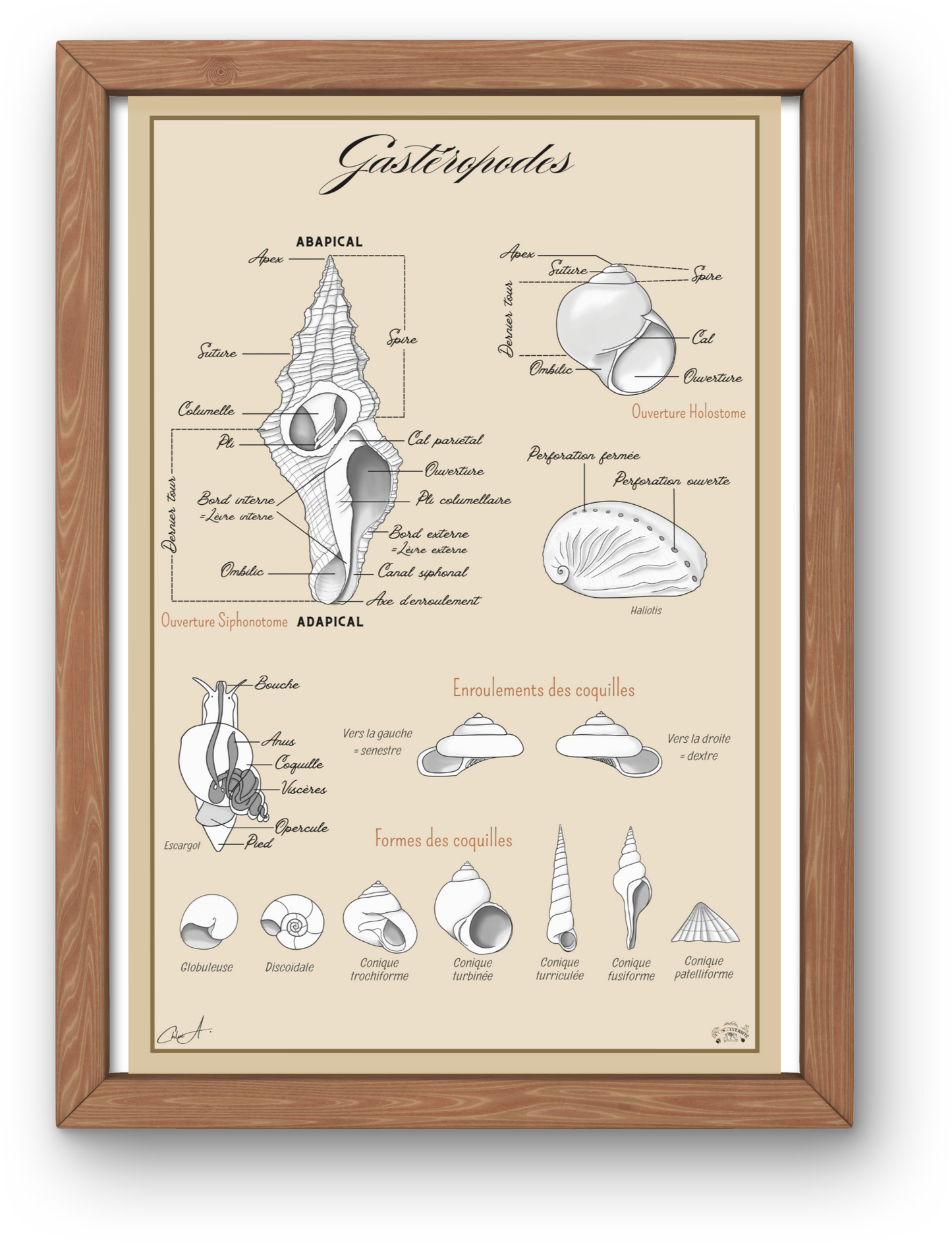 Poster anatomique – Gastéropodes