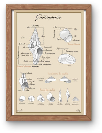 Poster anatomique – Gastéropodes