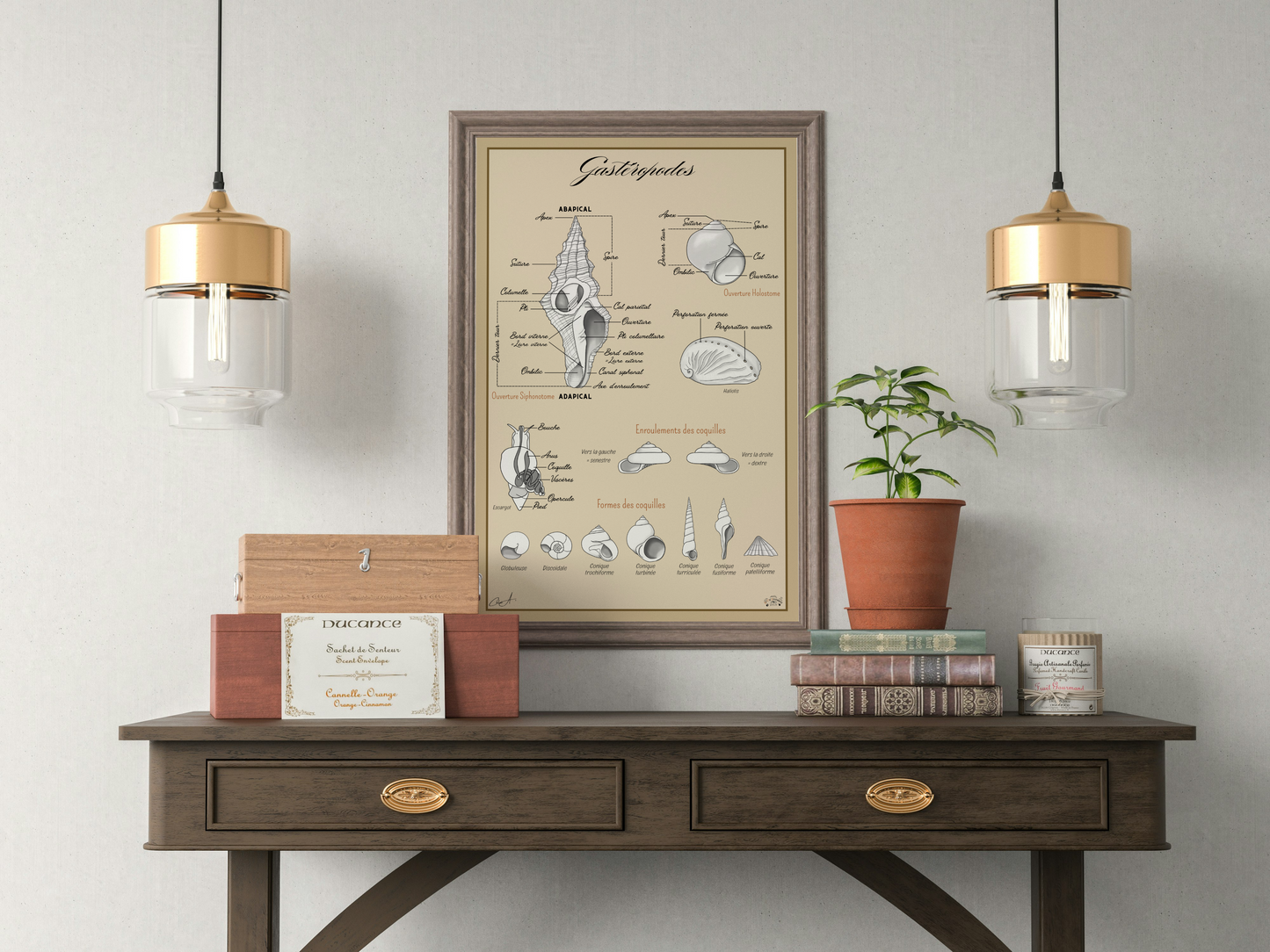 Poster anatomique – Gastéropodes