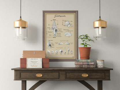 Poster anatomique – Gastéropodes