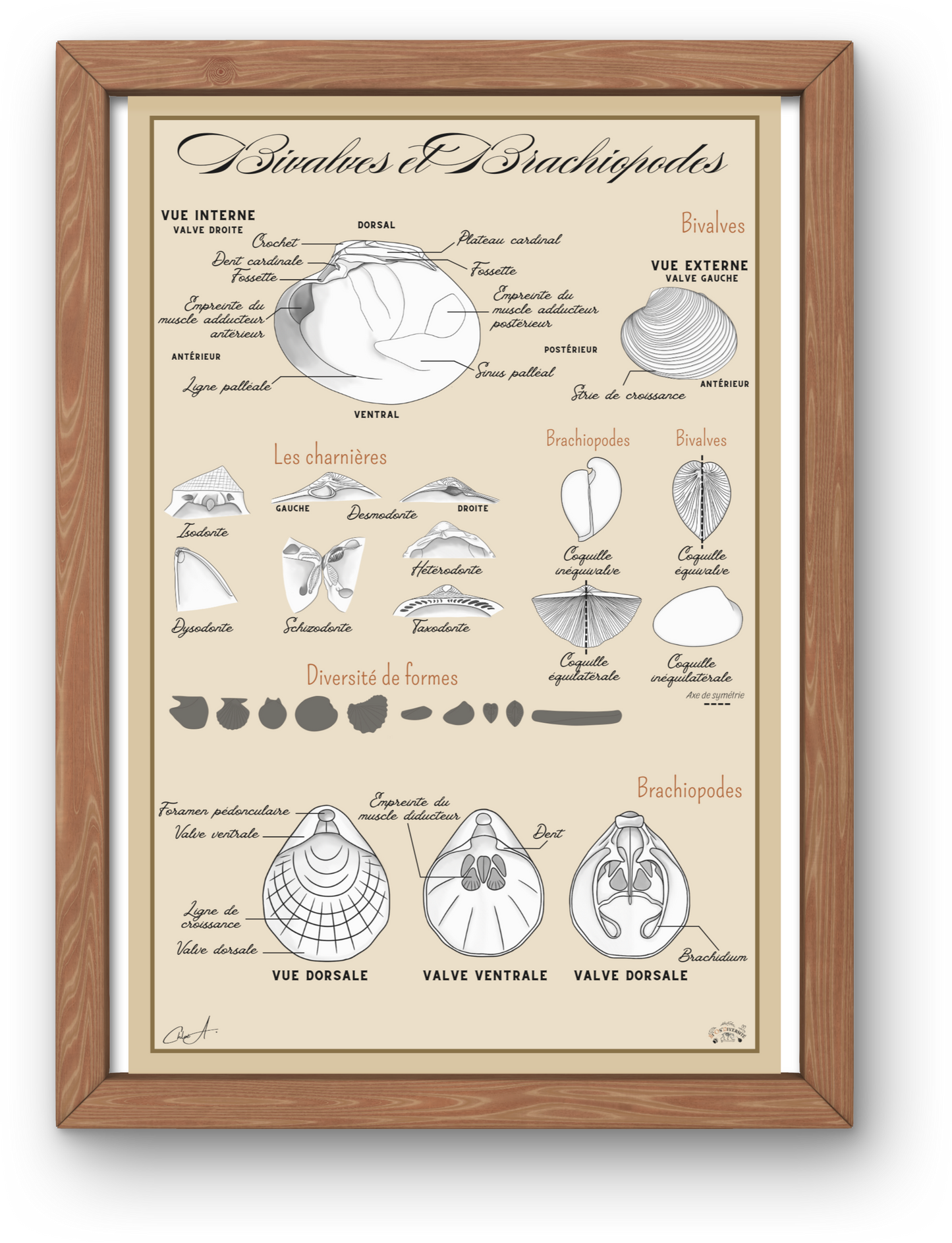 Poster anatomique – Bivalves et Brachiopodes