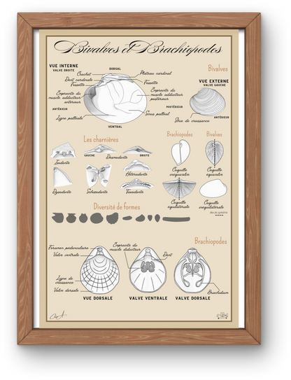 Poster anatomique – Bivalves et Brachiopodes