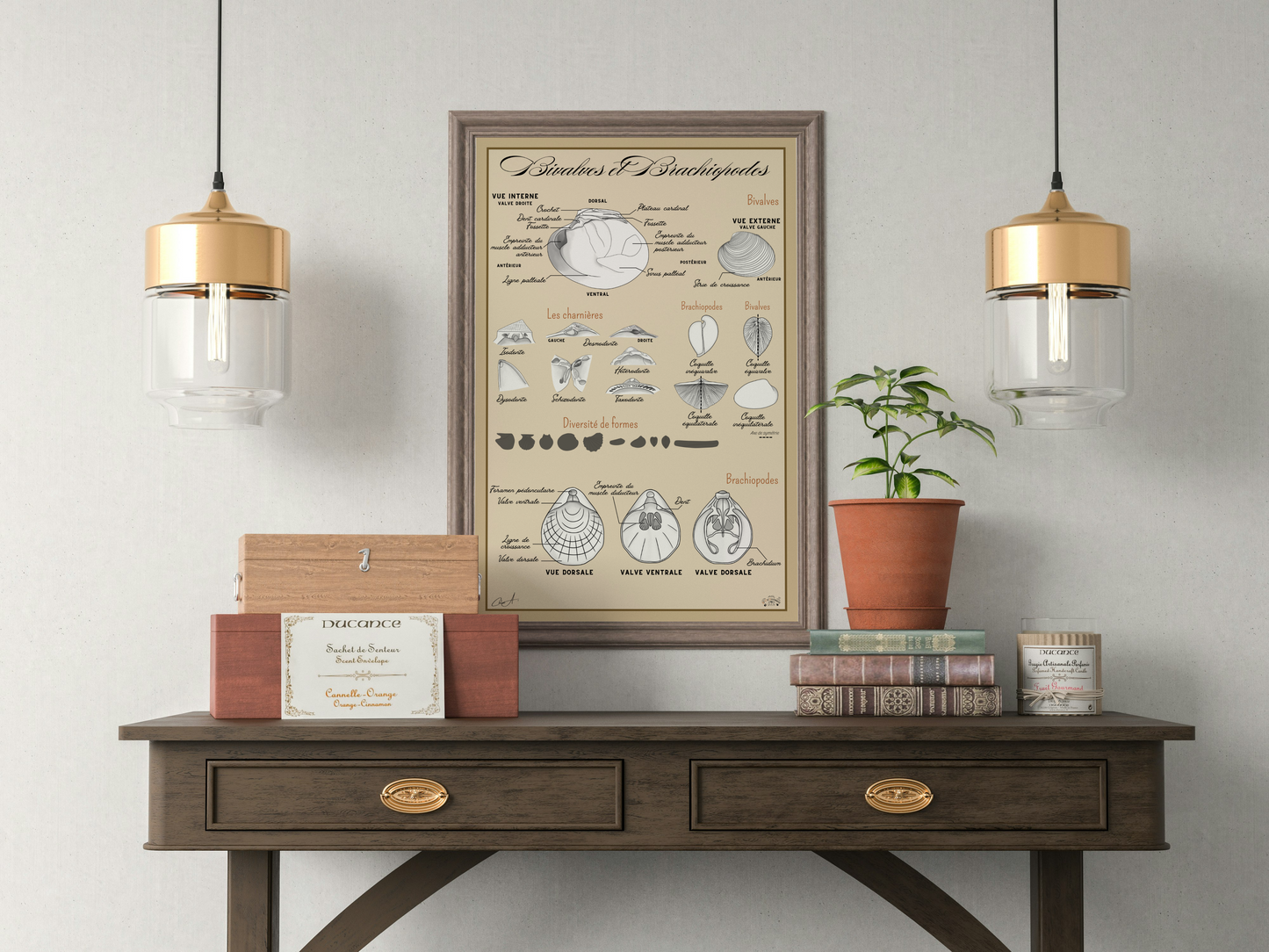 Poster anatomique – Bivalves et Brachiopodes