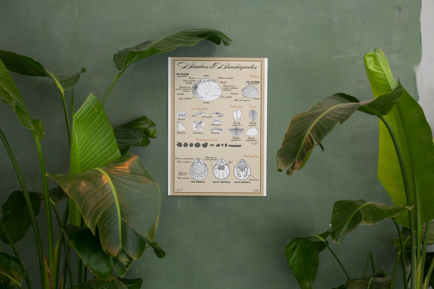 Poster anatomique – Bivalves et Brachiopodes