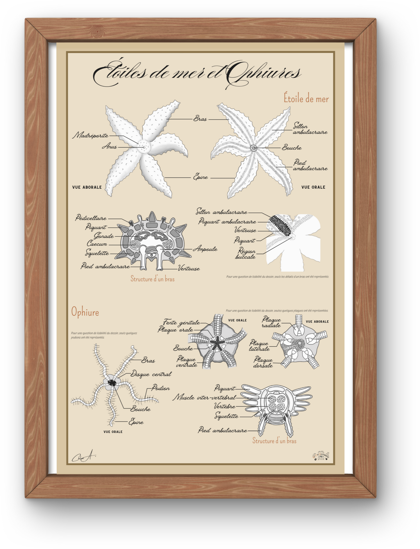 Poster anatomique – Étoiles de mer et Ophiures