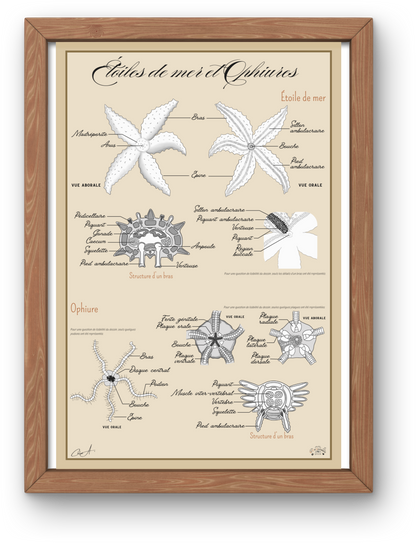 Poster anatomique – Étoiles de mer et Ophiures