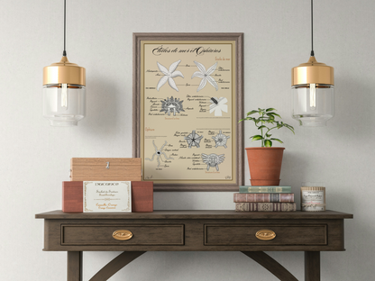 Poster anatomique – Étoiles de mer et Ophiures
