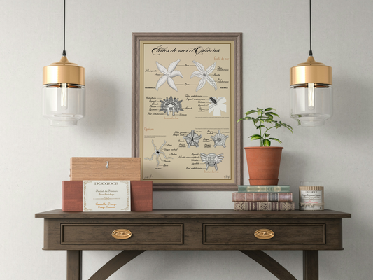 Poster anatomique – Étoiles de mer et Ophiures