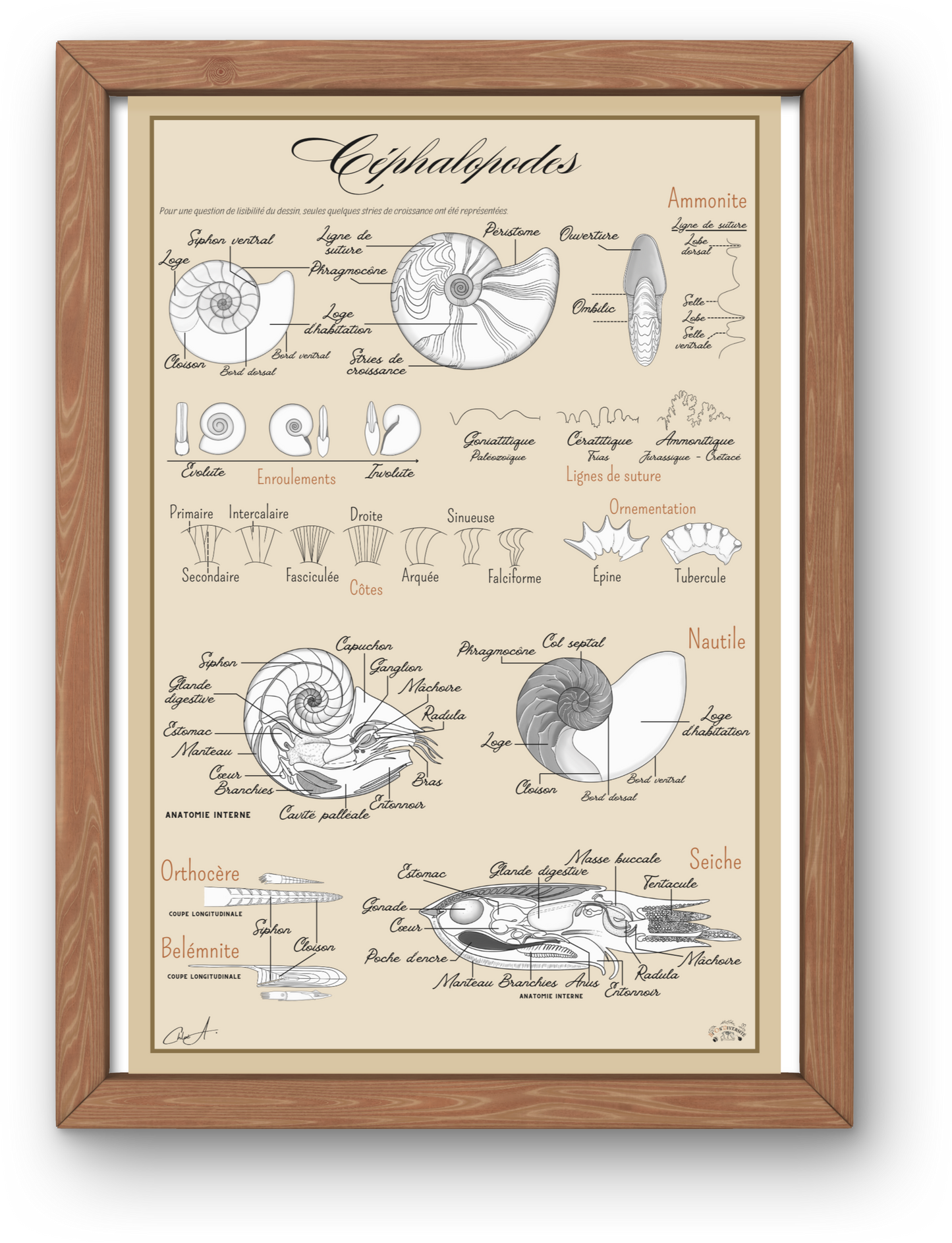Poster anatomique – Céphalopodes